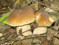 Майже 300 білих грибів та стільки ж красноголовців зібрав у поліському лісі рівнянин (ФОТО)