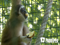 Рівне рятує рідкісних мавпочок з Харкова (ФОТО/ВІДЕО)