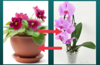 «Фіалку – на орхідею і не тільки». Обмінятися кімнатними рослинами запрошують у Рівному