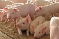 Українська свинина перетворилася на делікатес, або Чому росте імпорт м’яса