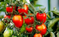 Підживлення помідорів дріжджами – найкращий варіант удобрення