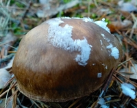 У лісах Рівненщини досі збирають гриби (ФОТО)