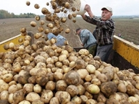 Картопля в Україні стає нерентабельною. Чи варто з нею «довбатися»? 