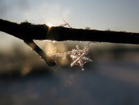 Мокрий сніг з дощем та мороз у ночі: На Рівненщині очікується похолодання