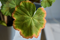 В кімнатних рослин підсихають кінчики листя: Простий рецепт порятунку квітів