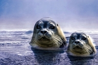 Тюлені навчилися співати тему з «Зоряних війн» (ВІДЕО)
