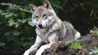«На крики прибігли люди»: біля Рівненщини вовк напав на жінок