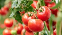 Мають крупні плоди та ростуть до гігантських розмірів: ТОП-7 ідеальних сортів помідорів 