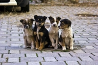 Мережа зоомагазинів у Рівному допомагає безпритульним собакам