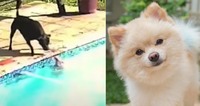 Справжній друг: Великий пес врятував крихітного шпіца з басейну і став героєм (ВІДЕО)