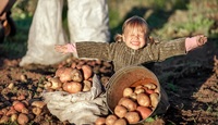 Експерти назвали секретний інгредієнт для рясного урожаю картоплі