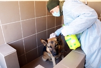Мають бути чистими й руки, і лапки: як від COVID-19 захищають  службових собак у Рівному  (ВІДЕО)