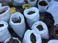 У відрах і мішках: тонни бурштину вилучили на Рівненщині (ФОТО)

