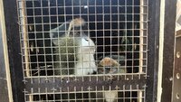 Примати-переселенці, які гостювали у зоопарку Рівного, повернулися додому (ФОТО)