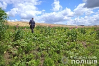 Пирогів з маком не буде: на Рівненщині знищили майже 2,5 тисячі рослин (ФОТО)