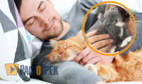 Щастить далеко не всім: як кішки вибирають, з ким спати