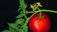 У розсади помідорів псується листя: чому і що робити