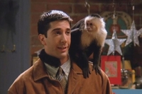 Мавпа Марсель із «Друзів» знову зніметься в серіалі