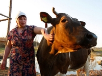 Селяни на Рівненщині надоїли молока і... отримали грошей з бюджету 

