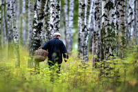Це треба побачити: величезний кущ грибів знайшли у лісі на Рівненщині (ФОТО)