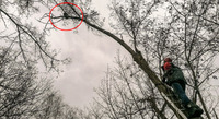 Під Києвом єнот застряг на верхівці 12-метрового дерева (ФОТО)