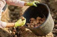 Посадка картоплі у травні: як розбудити «ліниві» бульби