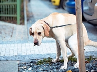 Декілька тисяч за собаче лайно: Рада пропонує штрафувати власників тварин за неприбрані екскременти 