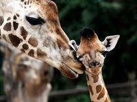 Дональд чи Карантин? В Україні не знають, як назвати новонароджене жирафеня, яке вже навчилося ходити (ВІДЕО)