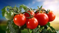 Урожай будете збирати відрами: три диво-підживлення, від яких помідори «шаленіють»