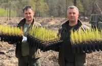 В Україні заборонили садити деякі види дерев (ПЕРЕЛІК)