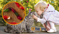 Коти, глисти та діти: лікарі спростували поширені міфи
