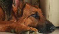 Мокрий ніс та здоров'я собаки: останні дослідження