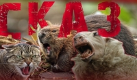 Коти, бобри, вівця: на Рівненщині зафіксували півтора десятка випадків сказу 
