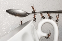Тримайте язик за зубами, бо буде біда: що означають мурахи у домі
