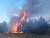 На Рівненщині вогонь мало не знищив ліс (ФОТО/ВІДЕО)