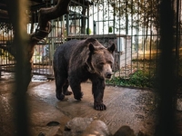 Ведмедя після 12 років знущань вдалось врятували