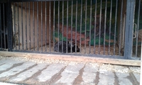 На Рівненщині через голод загинули тварини пересувного зоопарку