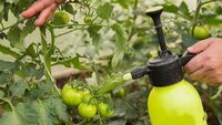 Як врятувати помідори після дощу: 6 робочих способів
