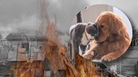 Трагедія у притулку біля Здолбунова: відомо, скільки тварин загинуло у вогні