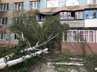 Дерево вирвало з коренем. Негода у Рівному пошкодила багатоповерхівку (ФОТО)