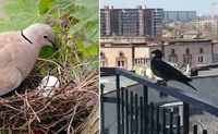Птахи ділять гілки для гнізда на балконі Радіо Трек (ВІДЕО) 