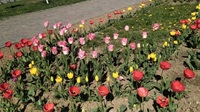 Скільки квітів висадять у Костополі і як у місті боротимуться зі шкідливими викидами