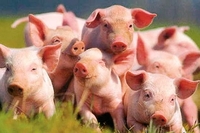 На Рівненщині і мертві, і живі свині перекрили міжнародну трасу