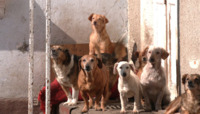 «Є Лілька, Сашка і навіть Дзідзьо»: подружжя з Рівненщини прихистило майже пів сотні собак (ФОТО/ВІДЕО)