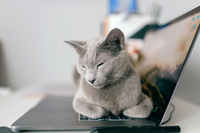 Маніпуляція, на яку ведуться люди: Чому коти люблять лежати на клавіатурі