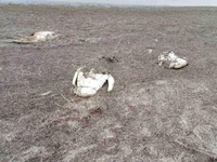 Лебедів убив пташиний грип. На Херсонщині їх загинуло 90