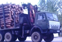 Як з Чорнобильської зони фурами вивозять ліс (ВІДЕО)