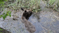 У Городку рятували самку лося, яка ледь не втопилась у басейні закинутої очисної споруди (ФОТО/ВІДЕО)