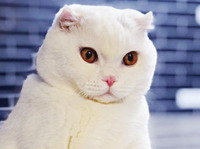 Сільський кіт з Рівненщини вміє сидіти, як людина, і веде сторінку в Instagram (ФОТО/ВІДЕО)
