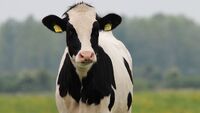 Кожна 56-та перевірена корова на Рівненщині - з лейкозом: чи п'ємо їхнє молоко
